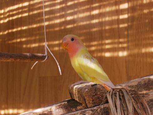 bÃ©bÃ© lutino.JPG