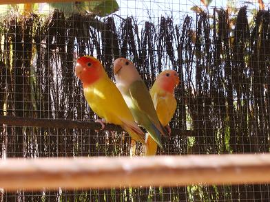 Le lÃ¨che botte (toujours avec ses parents).JPG
