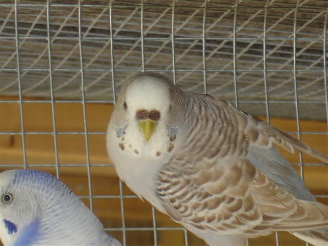 oiseaux 007 (Small).jpg