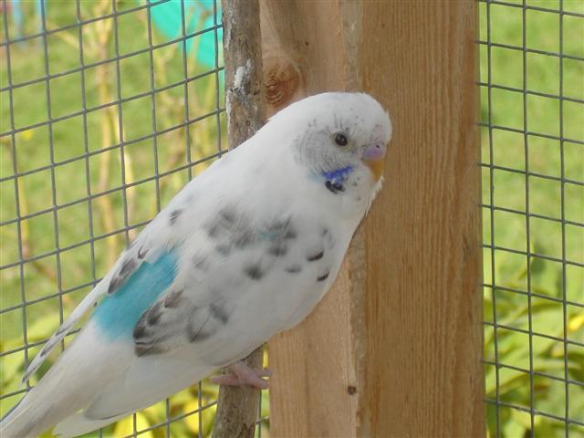 oiseaux 002 (Small).jpg