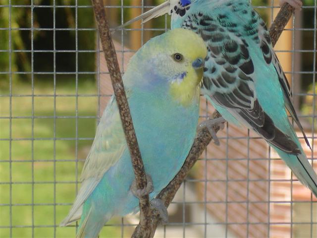 oiseaux 001 (Small).jpg