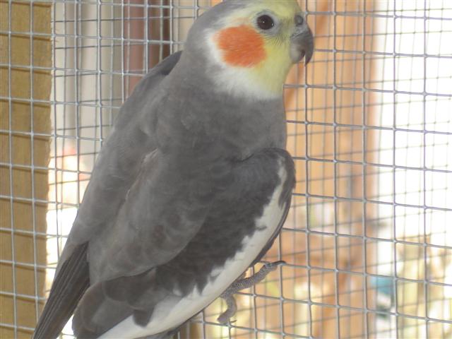 oiseaux 006 (Small).jpg