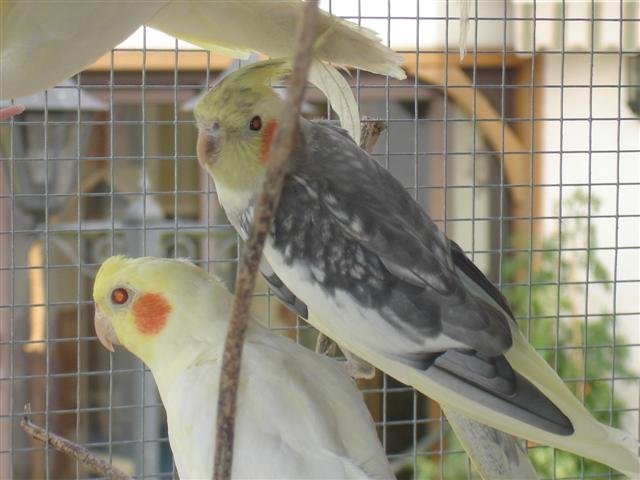 oiseaux 004 (Small).jpg