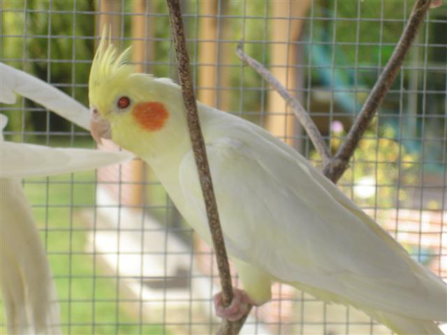 oiseaux 003 (Small).jpg