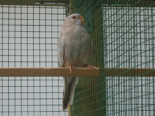 Femelle BLEU PALLID CINNAMON (IVOIRE) 2006 [.jpg