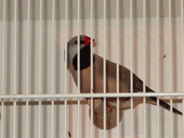 guinguamp 2007 cde 2 081 (Small).jpg