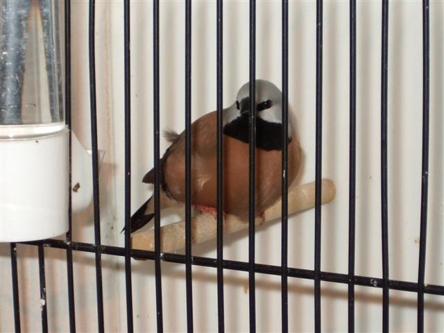 guinguamp 2007 cde 2 074 (Small).jpg