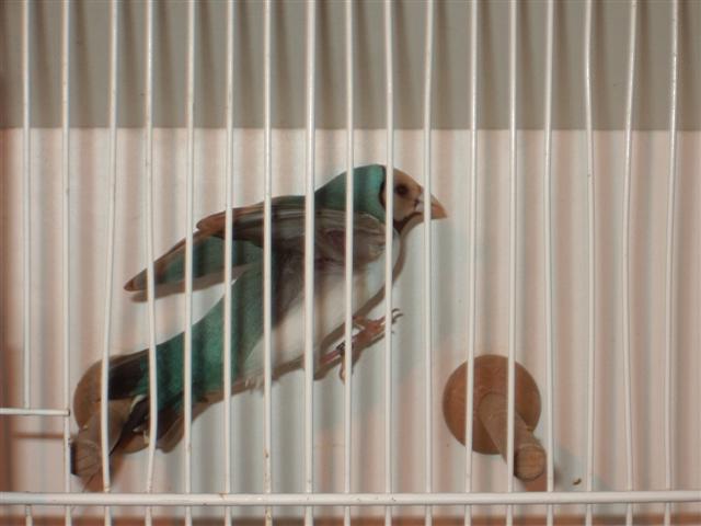 guinguamp 2007 cde 2 071 (Small).jpg