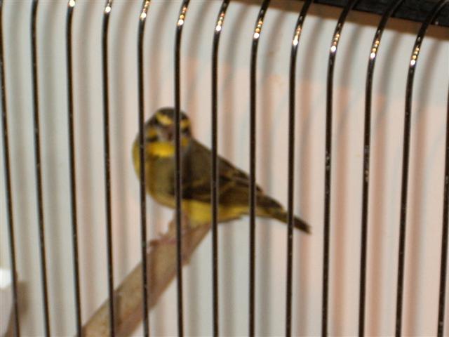 guinguamp 2007 cde 2 106 (Small).jpg