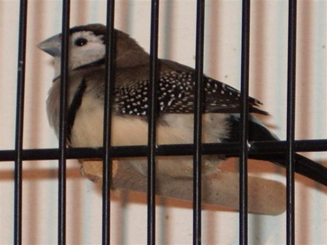 guinguamp 2007 cde 2 086 (Small).jpg