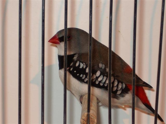 guinguamp 2007 cde 2 082 (Small).jpg