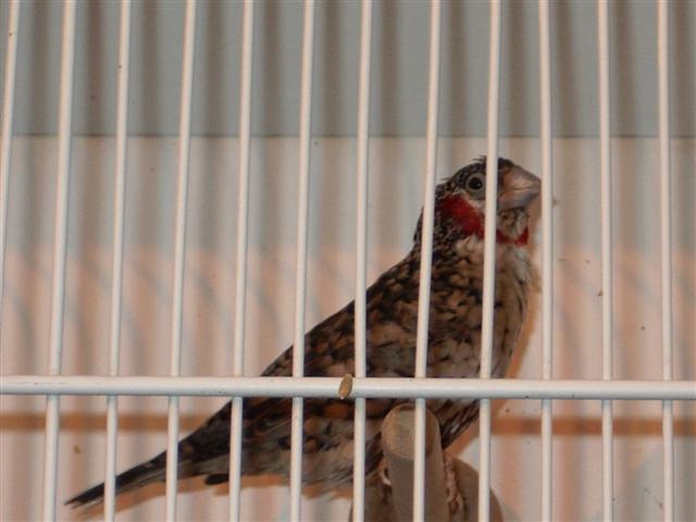 guinguamp 2007 cde 2 103 (Small).jpg