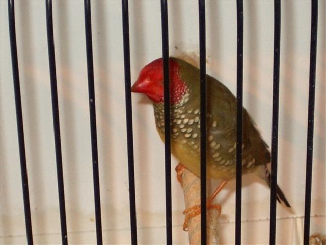 guinguamp 2007 cde 2 091 (Small).jpg