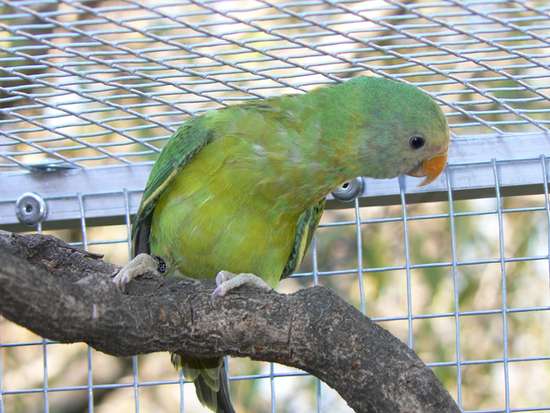 mÃ¢le tÃªte de prune.jpg