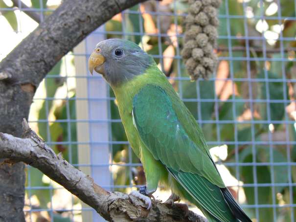 femelle tÃªte de prune.jpg