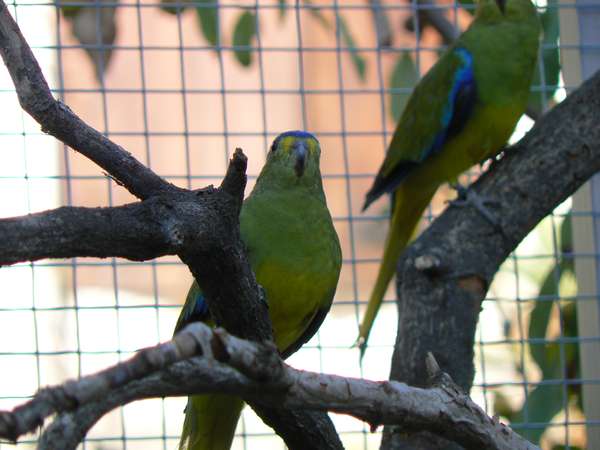 Ã©lÃ©gantes 1.jpg