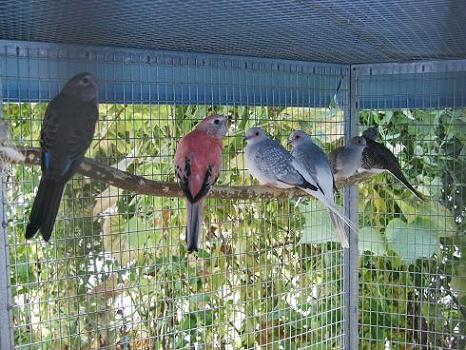 Bourkes et comlombes.jpg