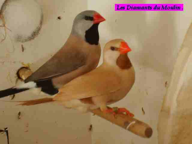 hecki isabelle 02jpg.jpg