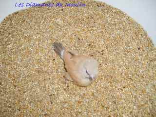 cincta isabelle .jpg