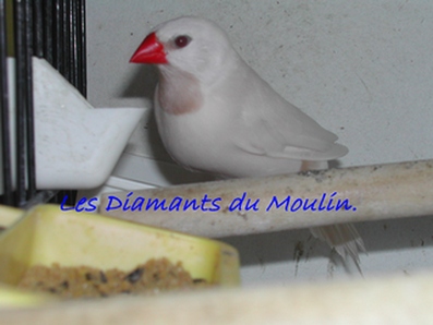 mÃ¢le heck crÃ¨me ino .jpg