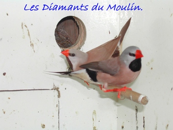 femelle heck brun .jpg