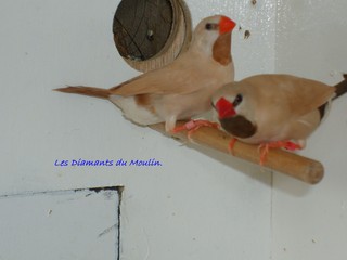 couple heck isabelle .jpg