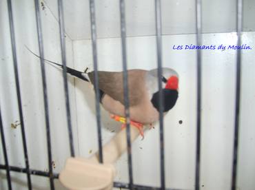 mÃ¢le heck classique 2007 .jpg