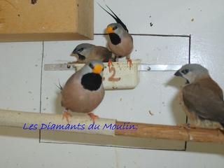 bec jaune classique .jpg