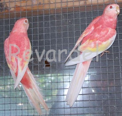 100_1170 1(Small).jpg