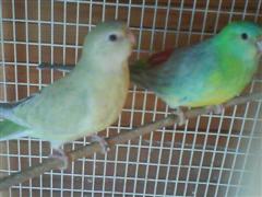 coiple croupion (WinCE).JPG