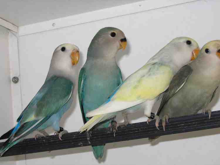 oiseaux sept 07 020.jpg