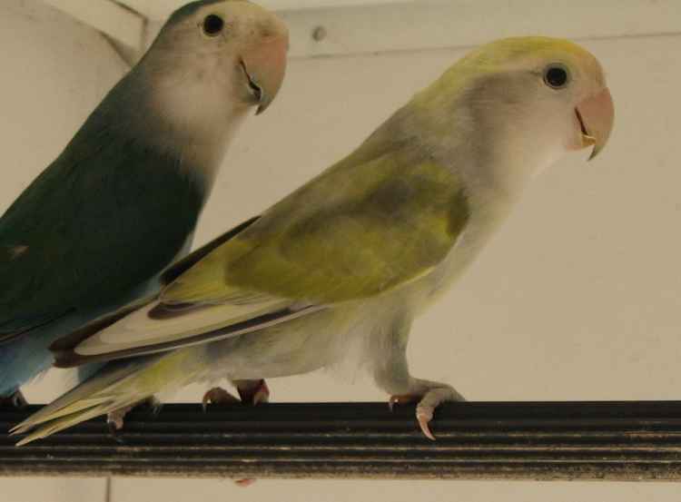 oiseaux sept 07 4 010.jpg