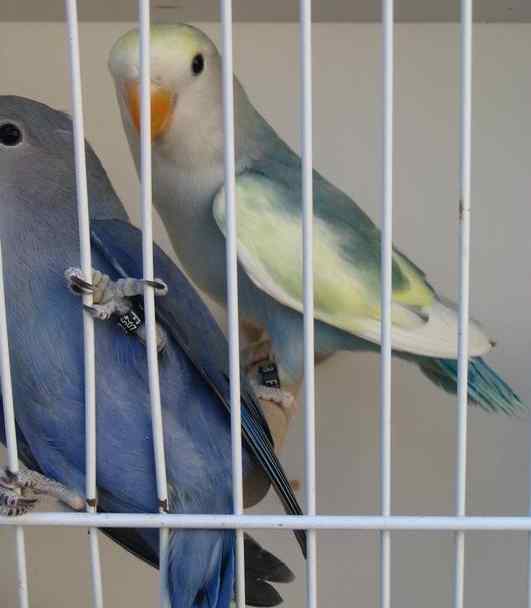 oiseaux aoÃ»t o7 005.jpg