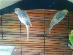 ondulee2 (WinCE).JPG