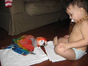 ara macao 2 mois et bb.jpg