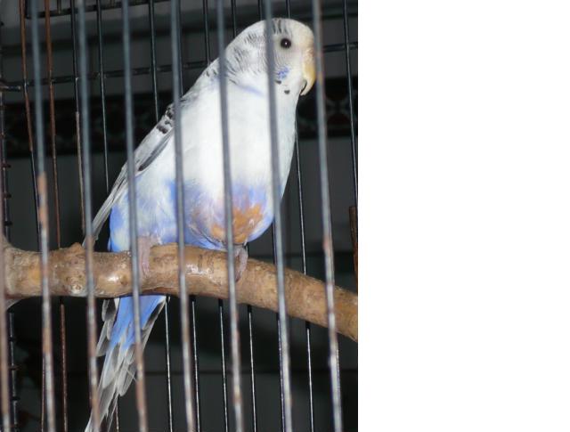 perruche malade2.JPG