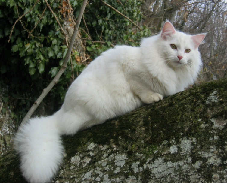 fofolle douze quatre.jpg