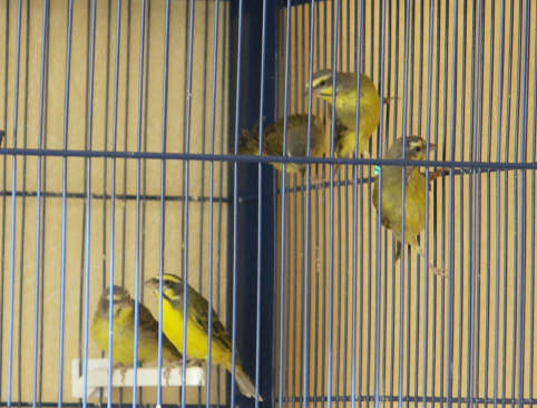 famille mozambiques_1_1.JPG