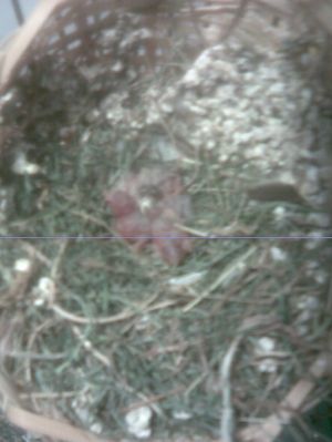 bÃ©bÃ© mandarins 2.jpg