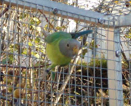 tÃªte de prune2.jpg