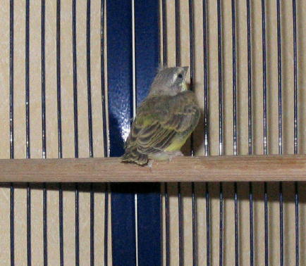 mozambiques 2007-11_1_1.jpg