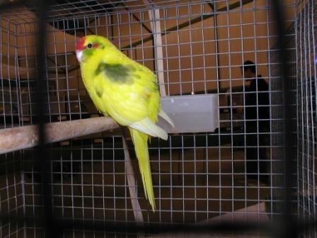 Kakariki PanachÃ© Cinnamon.JPG