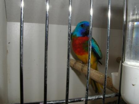 Slendide MÃ¢le.JPG