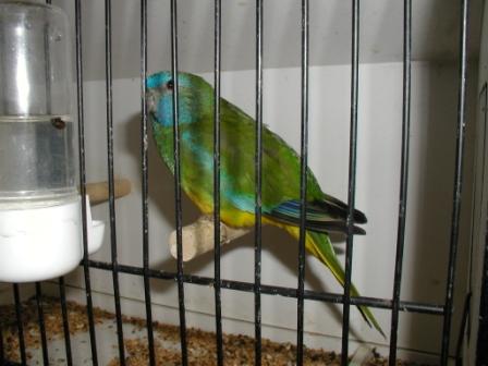 Splendide Femelle.JPG