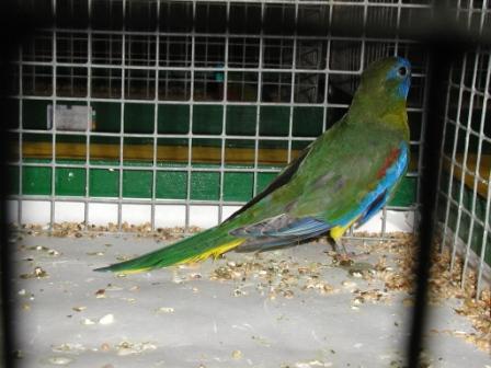 Turquoisine Vert SF MÃ¢le.JPG