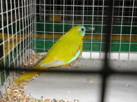 Turquoisine Jaune VR MÃ¢le.JPG