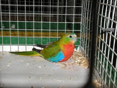 Turquoisine Opaline PVR MÃ¢le.JPG