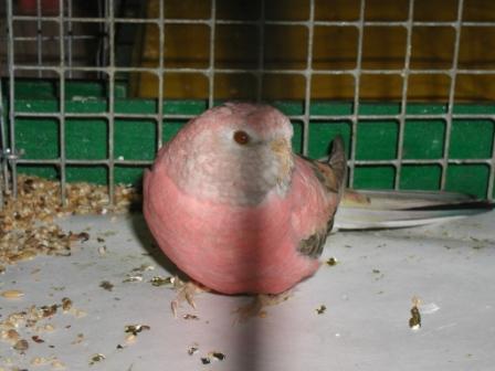 Bourke Opaline MÃ¢le.JPG