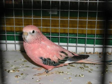 Bourke Opaline Femelle.JPG