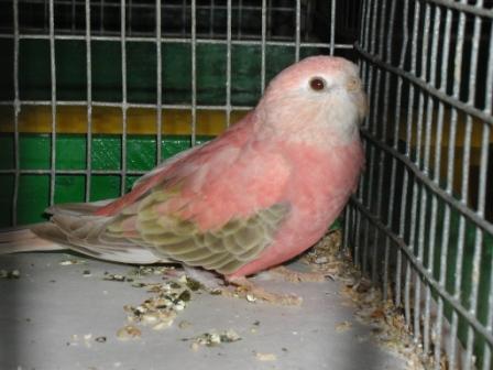 Bourke Opaline PÃ¢le Fallow.JPG